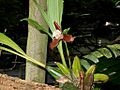 Lycaste Xytriophora