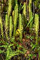 Lycopodiella inundata 001