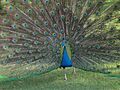 Male Pavo cristatus displaying