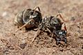 Meat eater ant qeen excavating hole