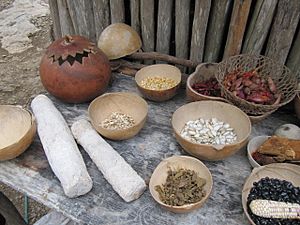 Archivo:Mexico Coba Mayan Village Yucatán - Seeds and spices in jícara (cultivated Crescentia cujete) bowls