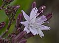Munzothamnus blairii (Blair's wirelettuce) (5621709433)