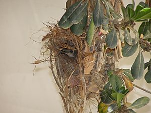 Archivo:Nectarinia osea Female in Nest