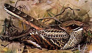 Archivo:Nyctidromus albicollisDF28N04B1