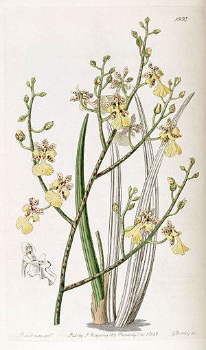 Archivo:Oncidium cebolleta or Trichocentrum cebolleta - Edwards vol 23 pl 1994 (1837)