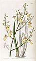 Oncidium cebolleta or Trichocentrum cebolleta - Edwards vol 23 pl 1994 (1837)