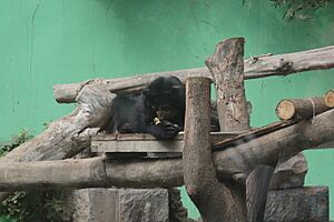 Archivo:Oso Parque Leyendas