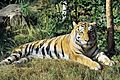 Panthera tigris altaica - Pries