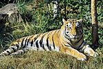 Panthera tigris altaica - Pries.jpg