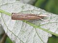 Parapediasia teterrellus