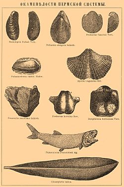 Archivo:Permian fossils