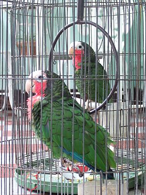 Archivo:Pet parrots in Cuba