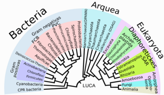 Archivo:Phylogenetic Tree of Life-es