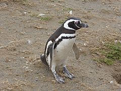 Pingüino de Magallanes, Spheniscus magellanicus, en la Isla Magdalena, en el Estrecho de Magallanes, sur de Chile