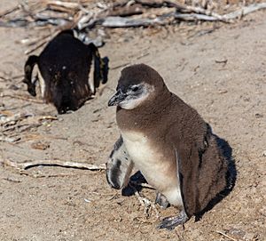 Archivo:Pingüinos de El Cabo (Spheniscus demersus), Playa de Boulders, Simon's Town, Sudáfrica, 2018-07-23, DD 17