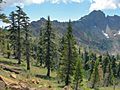 Pinus balfouriana Trinity Alps