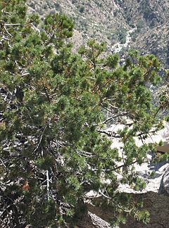 Archivo:Pinus discolor Mount Lemmon
