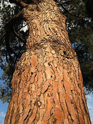 Archivo:Pinuspinea