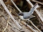Archivo:Poospiza melanoleuca - Black-capped Warbling-finch; Capivara, Santa Fe, Argentina