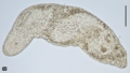 Proporus sp