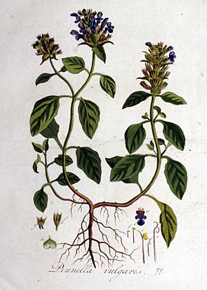 Archivo:Prunella vulgaris — Flora Batava — Volume v1