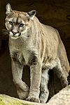 Puma - 49044464307.jpg