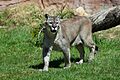 Puma concolor stanleyana - Texas Park - Lanzarote -PC06