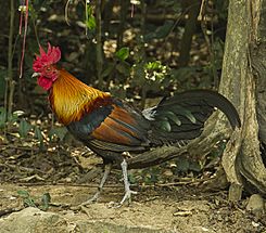 Red Junglefowl (male) - Thailand.jpg