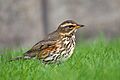 Redwing Turdus iliacus