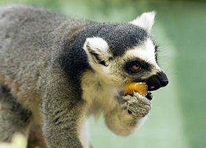 Archivo:Ring-Tailed Lemur eating