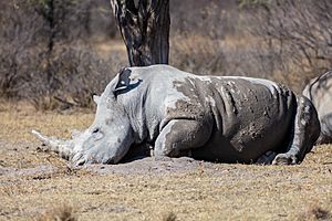 Archivo:Rinoceronte blanco (Ceratotherium simum), Santuario de Rinocerontes Khama, Botsuana, 2018-08-02, DD 12