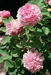 Archivo:Rosa 'Rose de Meaux'