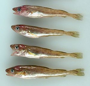 Archivo:Saffron Cod Juveniles