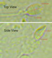 Sperm Head Dimensions