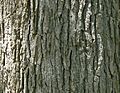 Swamp White Oak (Quercus bicolor) bark detail