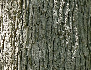 Archivo:Swamp White Oak (Quercus bicolor) bark detail