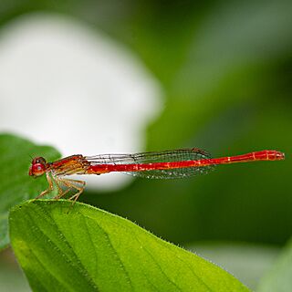 Telebasis salva 323200229.jpg