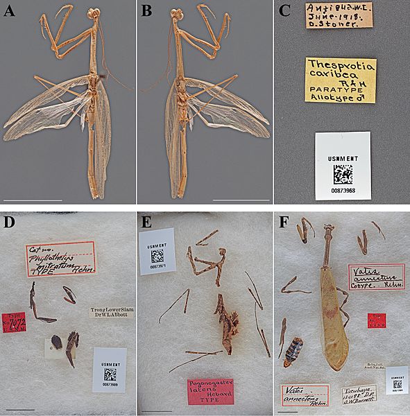 The-type-material-of-Mantodea-(praying-mantises)-deposited-in-the-National-Museum-of-Natural-zookeys-433-031-g018