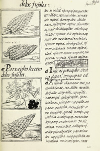 The Florentine Codex- Maize