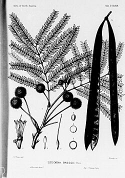 The silva of North America (microform) - a description of the tree which grow naturally in North America exclusive of Mexico (1902) (20634414751).jpg