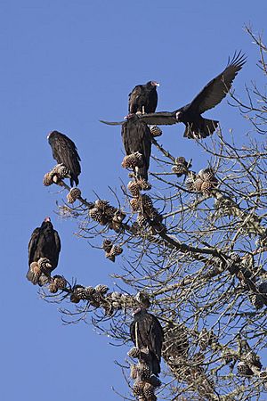 Archivo:Turkey Vulture (Cathartes aura) roosting