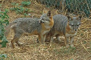 Archivo:Urocyon littoralis pair