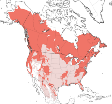 alt=Distribución de Ursus americanus.       Rango de distribución actual      Extinto