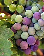 Archivo:Wine grapes baja