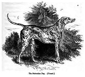 Archivo:093. Dalmatian Dog