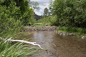 Archivo:A beaver dam spans a section of the Middle Fork of the Gila River