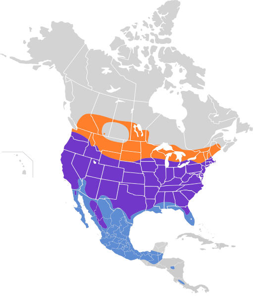 Accipiter cooperii map