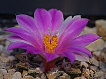Archivo:Ariocarpus kotschoubeyanus (5056834025)