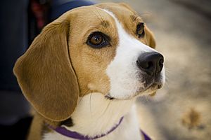 Archivo:Beagle portrait Camry