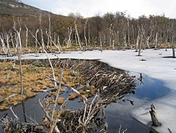 Archivo:Beaver dam in Tierra del Fuego